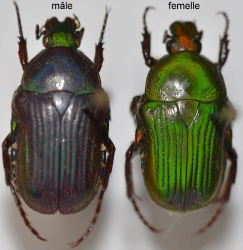 Pyrrhopoda marginata